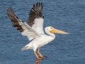American White Pelican