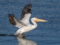 American White Pelican