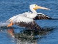 American White Pelican