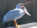 American White Pelican