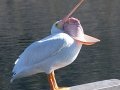 American White Pelican