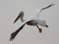 American White Pelican