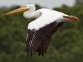American White Pelican