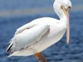 American White Pelican
