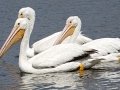 American White Pelican