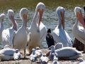 American White Pelican