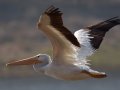 American White Pelican