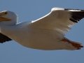 American White Pelican