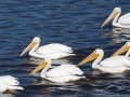American White Pelican
