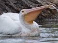 American White Pelican