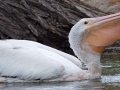 American White Pelican