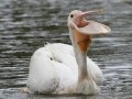 American White Pelican