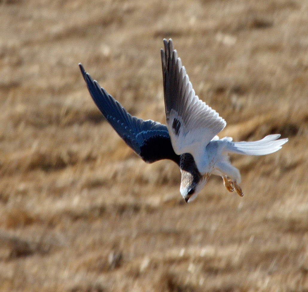 white bellied kite bird