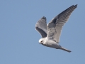 White-tailed Kite