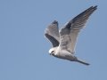 White-tailed Kite - Barnett Ranch, Ramona, California, January 31, 2018