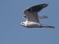 White-tailed Kite - Barnett Ranch, Ramona, California, January 31, 2018