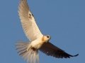 White-tailed Kite - Ramona Grasslands - Ramona,, California, August 27, 2015