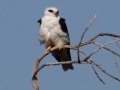 White-tailed Kite - Ramona Grasslands - Ramona,, California, May 10, 2015