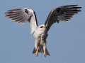 White-tailed Kite - Ramona Grasslands - Ramona,, California, May 10, 2015
