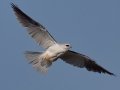 White-tailed Kite - Ramona Grasslands - Ramona,, California, May 10, 2015