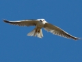 White-tailed Kite