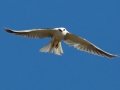 White-tailed Kite - Highland Valley Road, Ramona, California, July 2, 2015