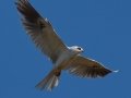 White-tailed Kite - Highland Valley Road, Ramona, California, July 2, 2015