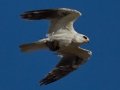 White-tailed Kite - Highland Valley Road, Ramona, California, July 2, 2015