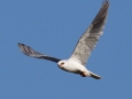 White-tailed Kite