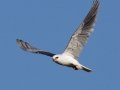 White-tailed Kite - Highland Valley Road, Ramona, California, July 6, 2015