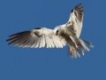 White-tailed Kite - Highland Valley Road, Ramona, California, May 26, 2014
