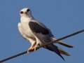 White-tailed Kite - Ramona Grasslands - Ramona,, California, July 8, 2013