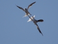 White-tailed Kite