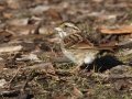 White-throated Sparrow