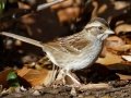 White-throated Sparrow