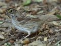 White-throated Sparrow
