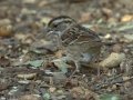 White-throated Sparrow