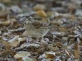 White-throated Sparrow