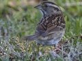 White-throated Sparrow