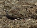 White-throated Sparrow