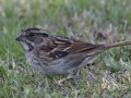 White-throated Sparrow