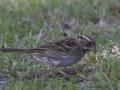 White-throated Sparrow