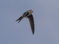 White-throated Swift - Dairy Mart Rd. - South Pond