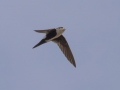 White-throated Swift - Dairy Mart Rd. - South Pond