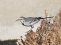 White Wagtail