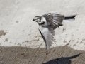 White Wagtail