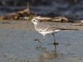 White Wagtail