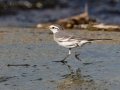 White Wagtail