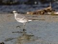 White Wagtail