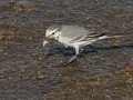 White Wagtail